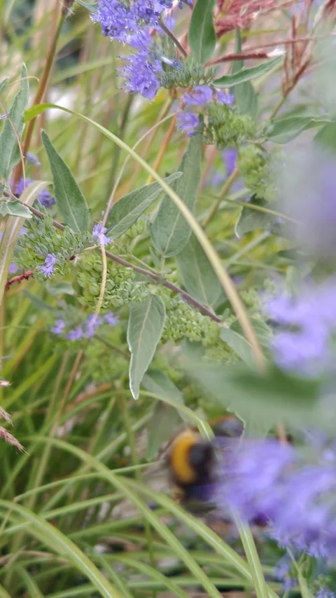 A bumblebee collects large amounts of nectar on wildflowers Stock-Footage 317723385