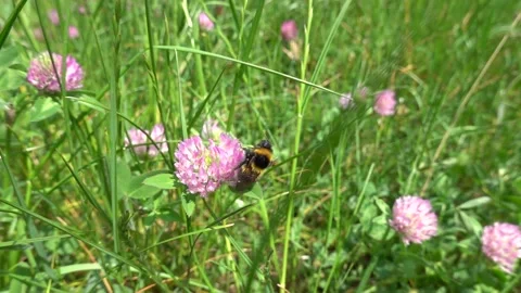 A bumblebee collects nectar and pollen from a meadow flower Stock-Footage 335552195