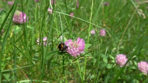 A bumblebee collects nectar and pollen from a meadow flower Stock Footage 335552205