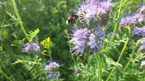 A bumblebee collects nectar and pollen from phacelia flowers. 20260624 19181 Video stock 339794085