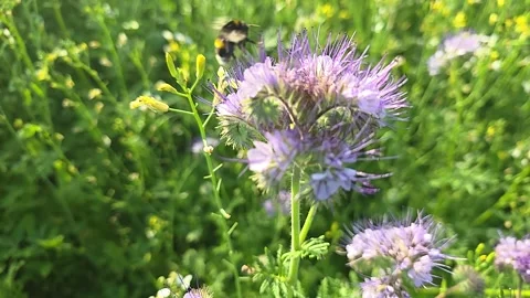 A bumblebee collects nectar and pollen from phacelia flowers. Video stock 339794100