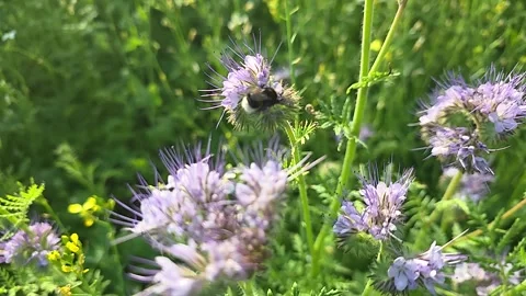 A bumblebee collects nectar and pollen from phacelia flowers. Video stock 339794107