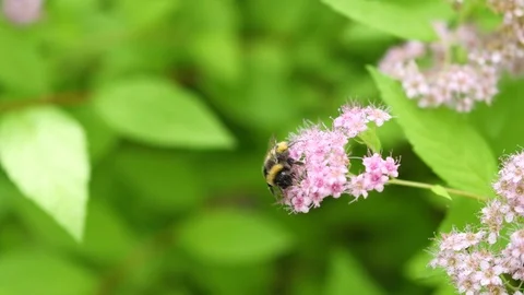 Bumblebee collects nectar and pollinates pink flowers, slow motion close-up Video stock 113204579