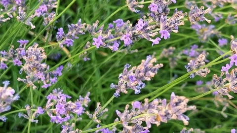 A bumblebee collects nectar from blooming purple lavender flowers. Stock Footage 339680225