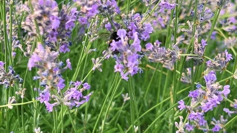 A bumblebee collects nectar from blooming purple lavender flowers. 스톡 동영상 339680767