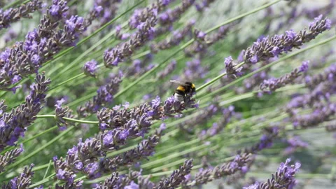 Bumblebee collects nectar from blooming purple lavender flowers in a field Stock Footage 340162408