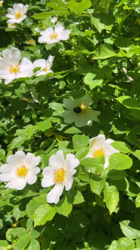 A bumblebee collects nectar from a blooming white wild rose flower in the garden Stock Footage 339086614
