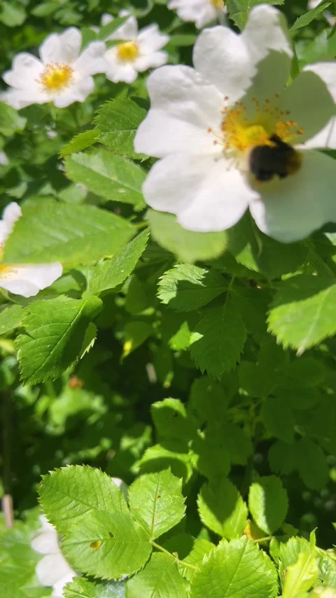 A bumblebee collects nectar from a blooming white wild rose flower in the garden Stock Footage 339086891