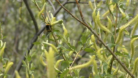 Bumblebee collects nectar from blooming willow. Stock Footage 112160407