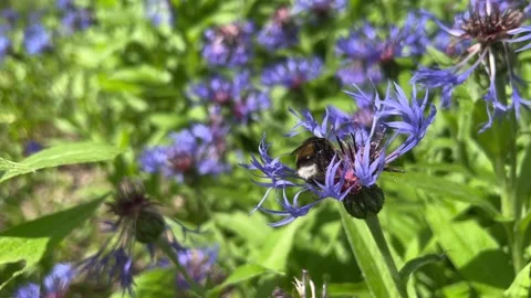 Bumblebee collects nectar on a blue flower Stock-Footage 199091394