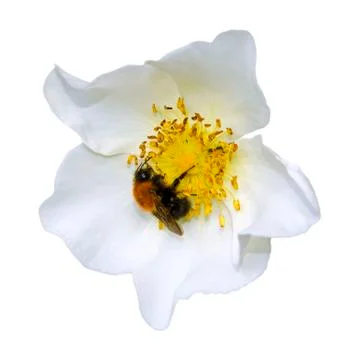 A bumblebee collects nectar from a delicate white fresh rosehip flower. Sunny Stock Photos