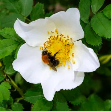 A bumblebee collects nectar from a delicate white fresh rosehip flower. Sunny Stock Photos
