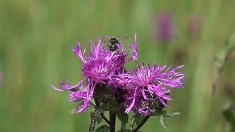 Bumblebee collects nectar on a flower of Brown Knapweed, slow motion Stock Footage 112872641