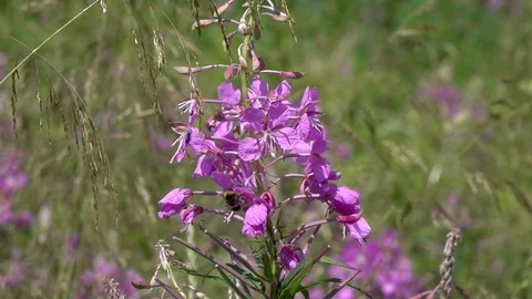 The bumblebee collects the nectar on the flower of the Fireweed, slow motion Видео 78124604