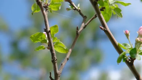 A bumblebee collects nectar on a flower of a fruit tree. Bumblebee on a flower Stock Footage 194342015