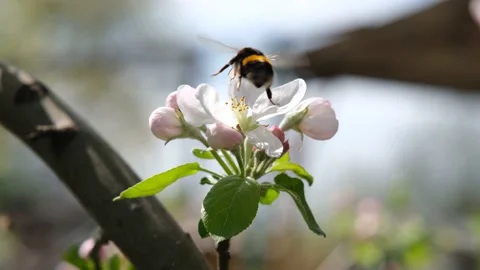 A bumblebee collects nectar on a flower of a fruit tree. Bumblebee on a flower Stock Footage 195358769