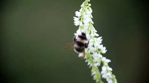 Bumblebee collects nectar from flower on a sunny day Stock Footage 65820726
