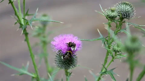 Bumblebee collects nectar from flower on a sunny day Stock Footage 65820818