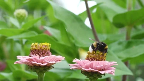Bumblebee collects nectar on flowers Stock Footage 159784518