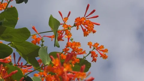 Bumblebee collects nectar from flowers Honeysuckle Brown Stock Footage
