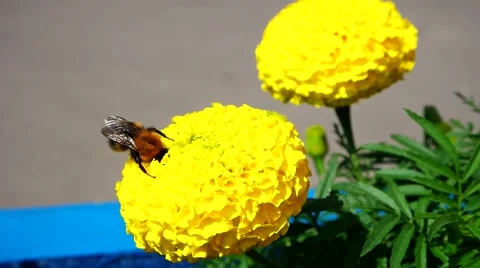 Bumblebee collects nectar Stock Footage 52318462