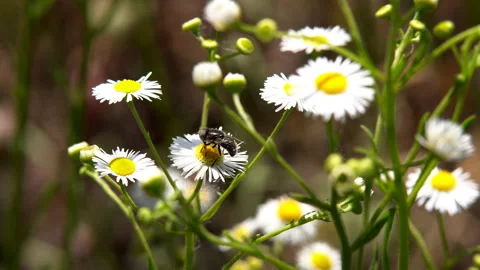 Bumblebee on collects nectar Stock Footage 91924672