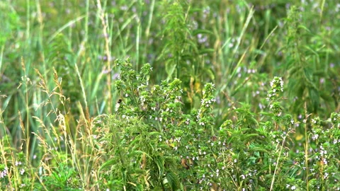 Bumblebee on collects nectar Stock Footage 91929144