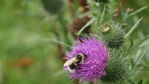 The bumblebee collects nectar Video stock 117228308