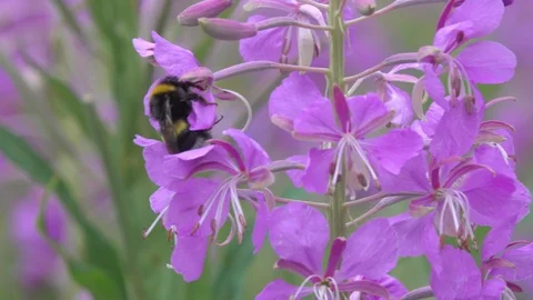 Bumblebee collects nectar on great willowherb flowers Stock Footage 92021940
