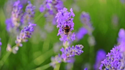 Bumblebee collects nectar on Lavender Flowers Stock Footage 279894083