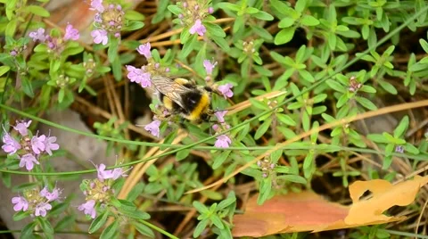 Bumblebee collects nectar or pollen from wild thyme Stock Footage 56161726