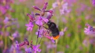 Bumblebee Collects Nectar From Pink Flowers, Slow Motion Stock Footage