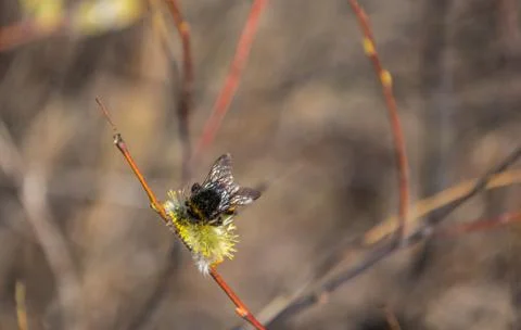 Bumblebee collects nectar pollen, pollinates a flower Stock Photos