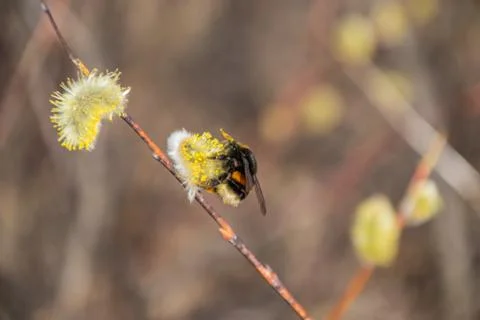 Bumblebee collects nectar pollen, pollinates a flower Stock Photos