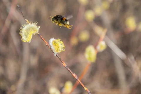 Bumblebee collects nectar pollen, pollinates a flower Stock Photos