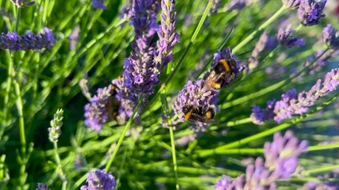 A bumblebee collects nectar on purple lavender flowers in a sunny summer garden. Stock Footage 339689098