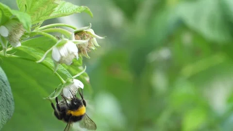 Bumblebee collects nectar from the raspberry blossoms. Video stock 296024333