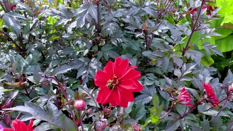 Bumblebee Collects Nectar From Red Flower in Garden 動画素材 314426085