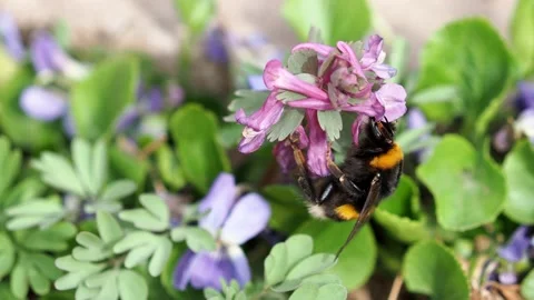 Bumblebee collects nectar from spring flowers Stock Footage 174667179