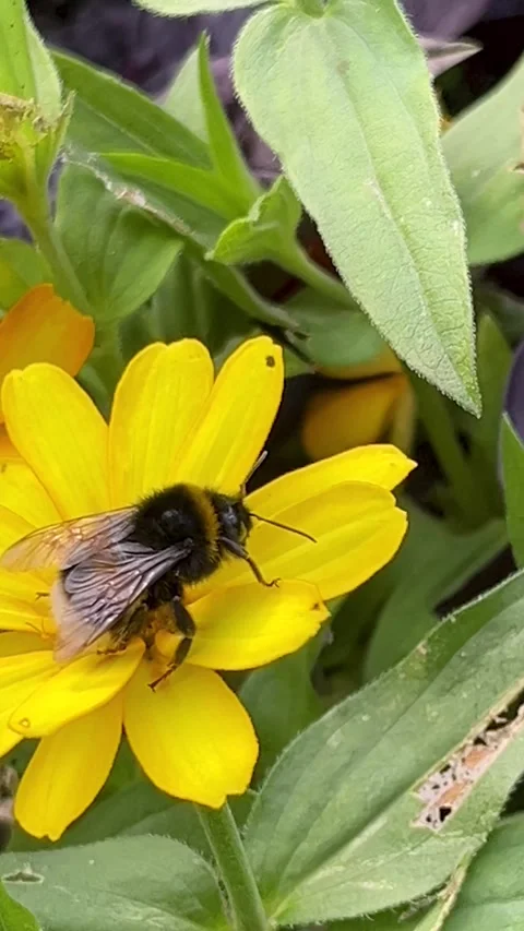 Bumblebee Collects Nectar From Vibrant Yellow Flower in Sunny Garden Setting Stock Footage 314394378