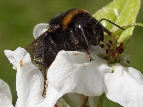 A bumblebee collects nectar on a white cherry blossom Stock Photos