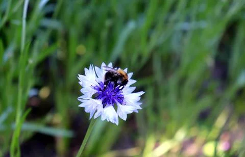 A bumblebee collects nectar from a white cornflower in partial shade Stock Photos