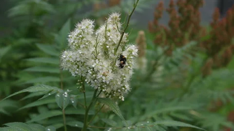 Bumblebee collects nectar from white flowers. Stock Footage 65768680