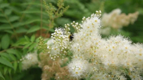 Bumblebee collects nectar from white flowers. Stock Footage 65770275