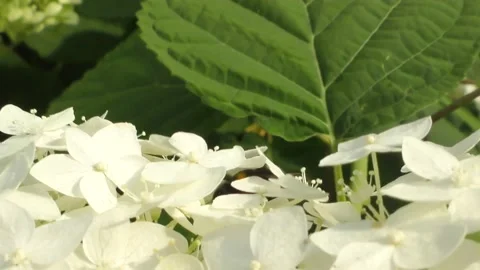 Bumblebee collects nectar on white hydrangea flower Stock Footage 164154053