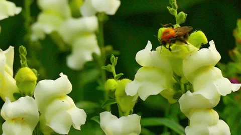 Bumblebee collects nectar on white snapdragon flowers Stock Footage 162157891