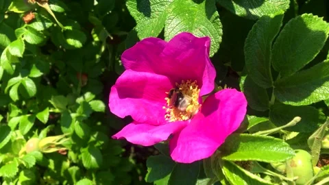A bumblebee collects nectar on a wild rose flower, close-up, slow motion. Stock Footage 201485173