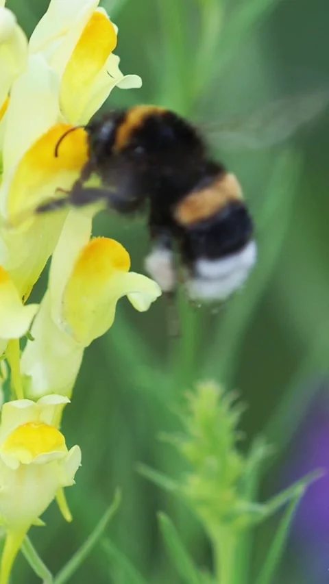 Bumblebee collects nectar from wild yellow flower Stock Footage 299056836