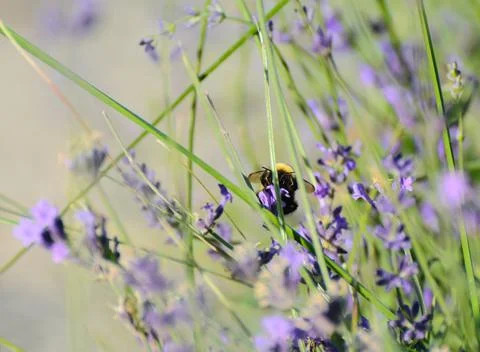 Bumblebee collects Stock Photos