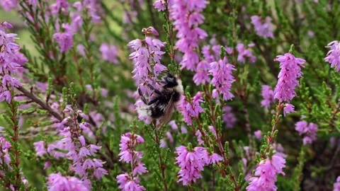 A bumblebee collects pollen and nectar from common heather flowers in the forest Stock Footage 160298076